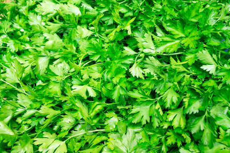 Natural background of fresh parsley leaves.の写真素材
