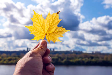 Hand holding yellow autumn maple leaf on river background.の写真素材
