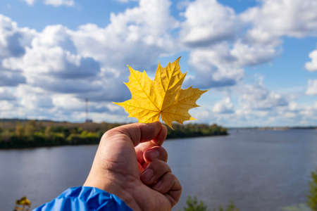 Hand holding yellow autumn maple leaf on river background.の写真素材