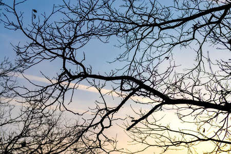 Silhouettes of tree branches without leaves against the skyの写真素材