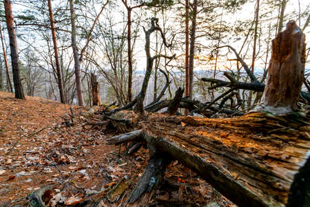A cut dry tree lies on the ground in autumn forest