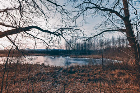 Dry threes in the misty autumn forest. Vintage styleの写真素材
