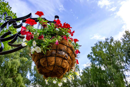 Basket with red flowers hanging in the park on blue sky backgroundの写真素材