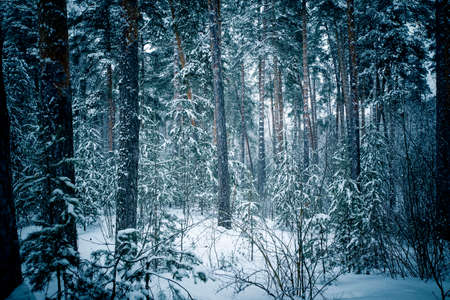Beautiful winter landscape with snow covered treesの写真素材