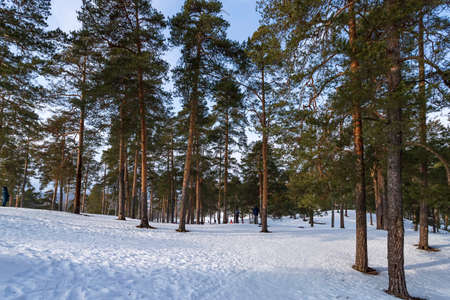 Christmas background with snowy fir trees . Winter pine forest landscapeの写真素材