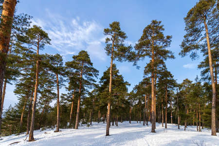 Christmas background with snowy fir trees . Winter pine forest landscapeの写真素材