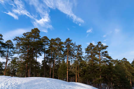 Christmas background with snowy fir trees . Winter pine forest landscapeの写真素材