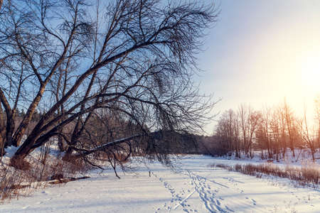 Christmas background with snowy fir trees . Winter pine forest landscapeの写真素材