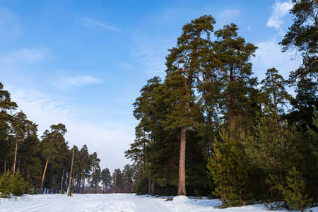 Christmas background with snowy fir trees . Winter pine forest landscapeの写真素材