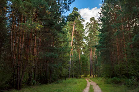 Atmospheric forest scenery with road among the green pinesの写真素材
