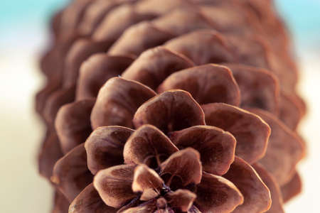 Spruce cone close up. Opened spruce coneの写真素材
