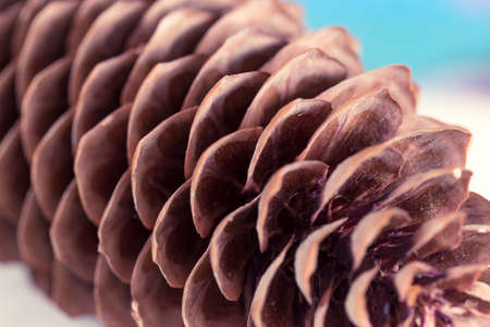 Spruce cone close up. Opened spruce coneの写真素材