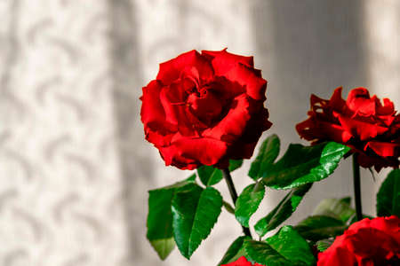 Red garden roses against the background of the shade from the curtainsの写真素材