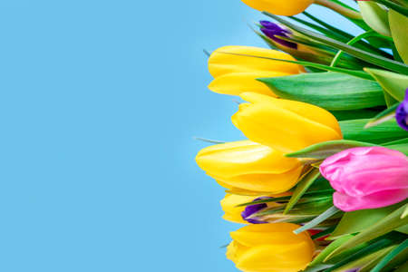 Beautiful bouquet of bright tulips, isolated on a blue backgroundの写真素材