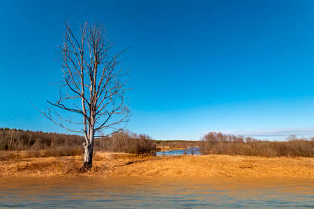 A lonely dry tree stands near the water on a spring sunny dayの写真素材
