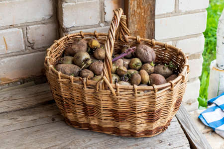 Wicker basket with planting potatoes. Planting potatoes in the springの写真素材