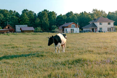 The cow grazes in the meadow in summer timeの写真素材