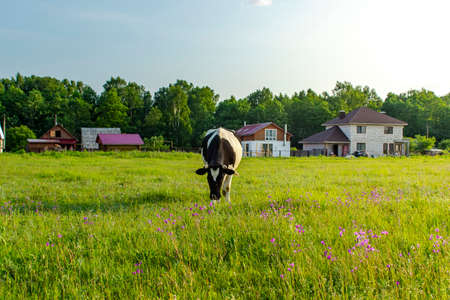 The cow grazes in the meadow in summer timeの写真素材