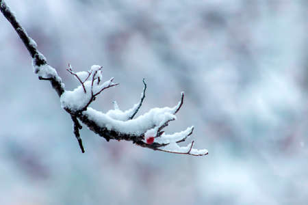 Frosty tree branch with snow in winter timeの写真素材
