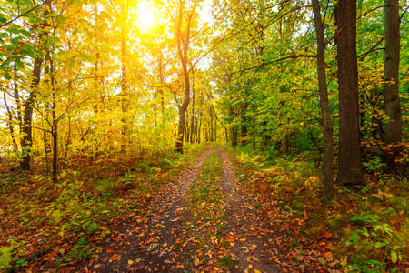 autumn forest trees. nature green wood sunlight backgrounds.の写真素材
