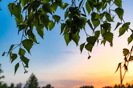 Birch leaves at sunset on a summer dayの写真素材