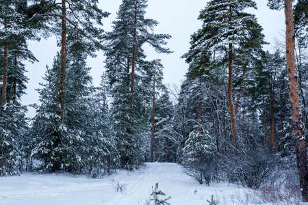 Christmas background with snowy fir trees . Winter pine forest landscapeの写真素材