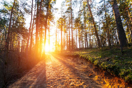Beautiful landscape of autumn forest on sunriseの写真素材