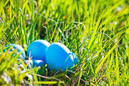 Easter blue eggs in green grass on a sunny dayの写真素材