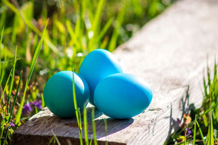 Easter blue eggs in green grass on a sunny dayの写真素材