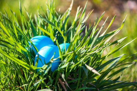 Easter blue eggs in green grass on a sunny dayの写真素材