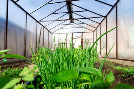 Young shoots of green onions in a greenhouseの写真素材