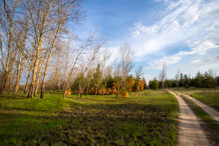 Country road among the forest on a spring dayの写真素材