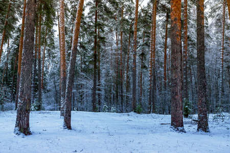Beautiful winter landscape with snow covered trees in sunny dayの写真素材