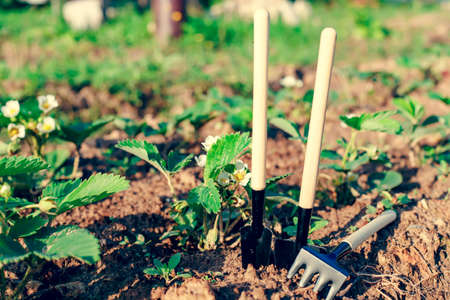 Mini shovels and rakes in the garden. The concept of planting plants in the garden in spring and summerの写真素材