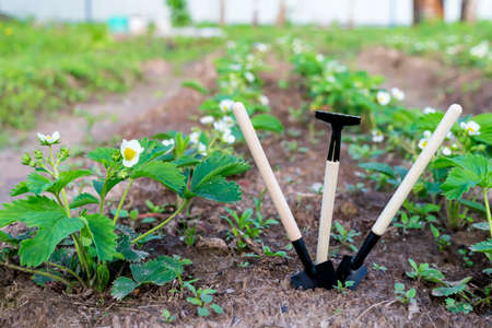 Mini shovels and rakes in the garden. The concept of planting plants in the garden in spring and summerの写真素材
