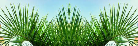 Tropical palm leaves, floral pattern background. Palm leaf bannerの写真素材