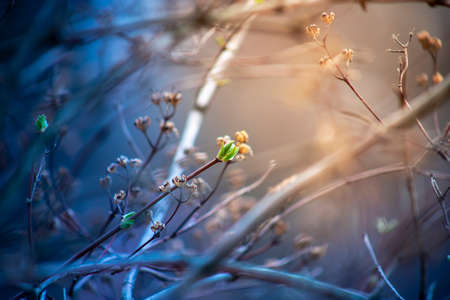 The first leaves of lilac in spring. The buds of lilac growing in early spring.の写真素材