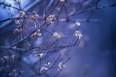 The first leaves of lilac in spring. The buds of lilac growing in early spring.の写真素材