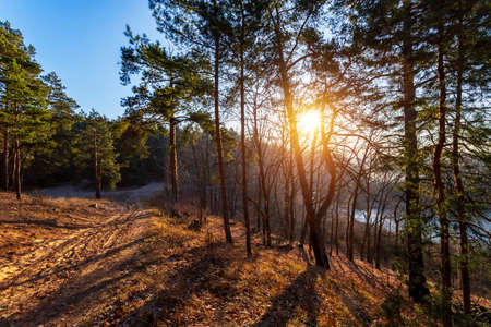 Beautiful landscape of autumn forest on sunrise.の写真素材
