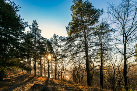 Beautiful landscape of autumn forest on sunrise.の写真素材