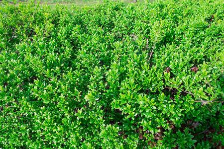 Beautiful green natural background of green leaves in spring.の写真素材