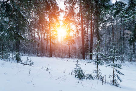 Beautiful winter landscape with snow covered trees in sunny day. Christmas and happy new year concept.の写真素材