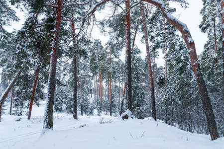 Beautiful winter landscape with snow covered trees in sunny day. Christmas and happy new year concept.の写真素材