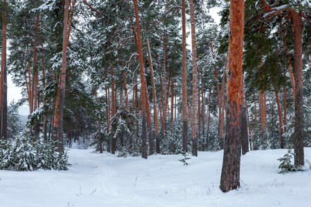 Beautiful winter landscape with snow covered trees in sunny day. Christmas and happy new year concept.の写真素材