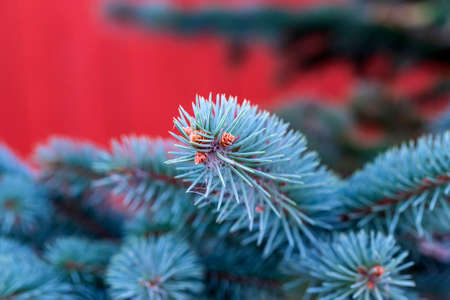 Background of Christmas tree branches. Green spruce branches.の写真素材