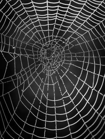 Black and white spider web with dew drops. Morning dew on a web.の写真素材
