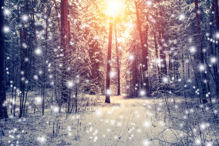 Beautiful winter landscape with snow covered trees in sunny dayの写真素材