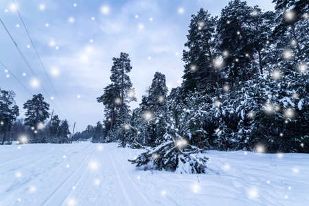 Ski tracks in a winter pine forestの写真素材