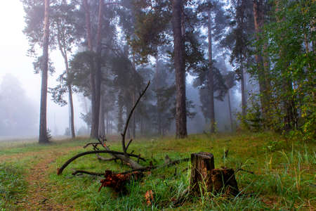 Autumn foggy pines forest on the morningの写真素材
