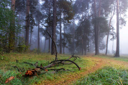 Autumn foggy pines forest on the morningの写真素材